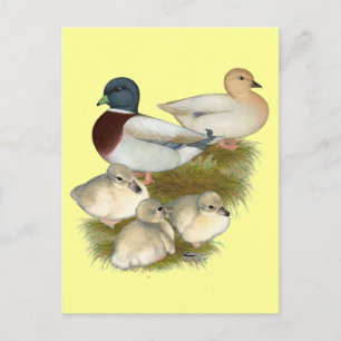 Cartão Postal Família Pato de Chamada de Pastel