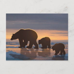 Cartão Postal Família Polar Bear