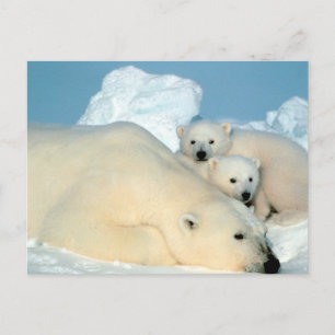 Cartão Postal Família Polar Bear