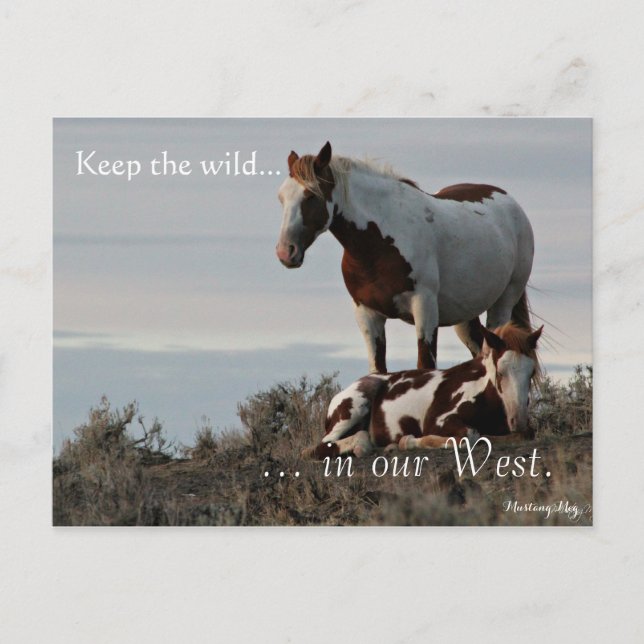 Cartão Postal Família Selvagem, Pré-endereçada: Sec do Interior (Frente)