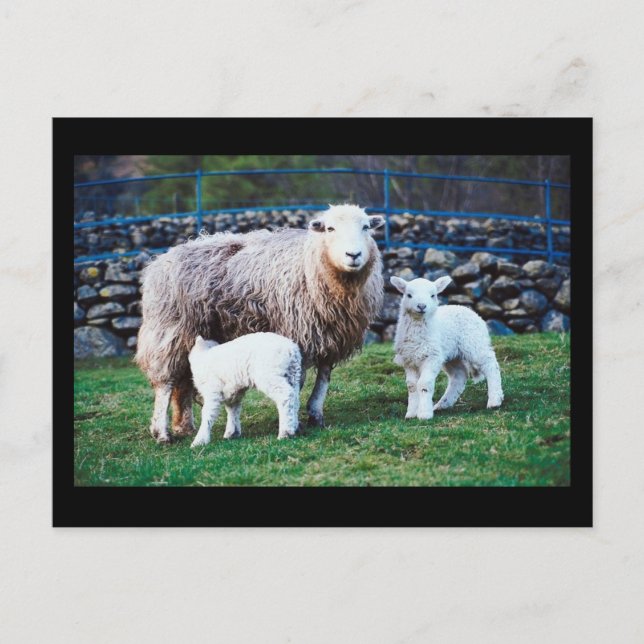 Cartão Postal Família Sheep (Frente)