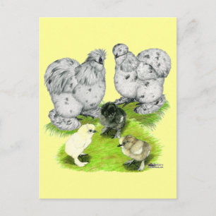 Cartão Postal Família Silkie Bantam Splash