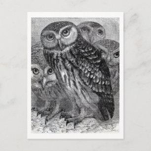Cartão Postal Família Vintage Owl