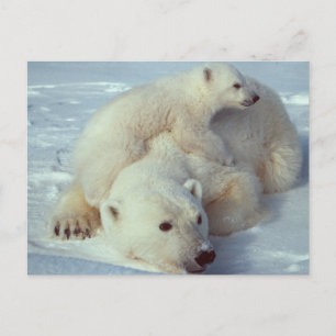 Cartão Postal Família White Polar Bear