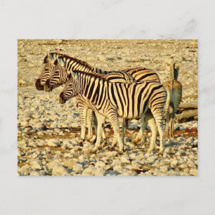 Cartão Postal família zebra