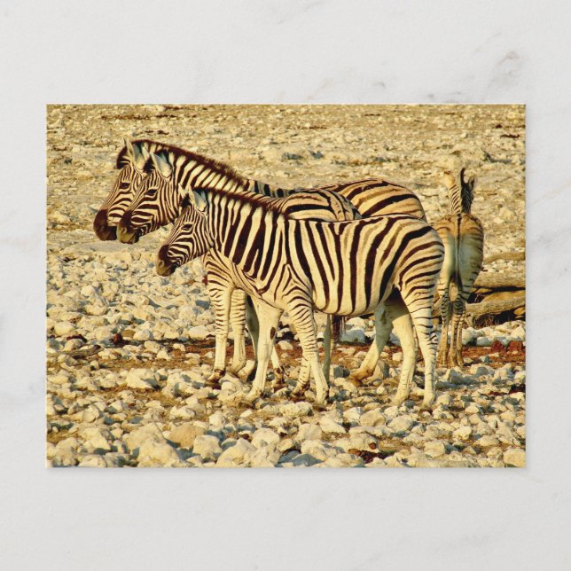 Cartão Postal família zebra (Frente)