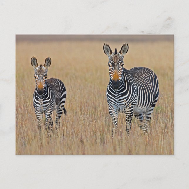 Cartão Postal Família Zebra na Foto de Savana Africana (Frente)