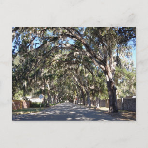 Cartão Postal famosa rua de avenida magnolia augustine florida u