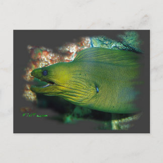 Cartão Postal Famosos Green Moray Eel