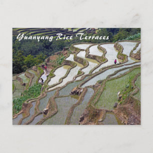 Cartão Postal Famosos terraços de arroz yuanyang - Yunnan, Chin