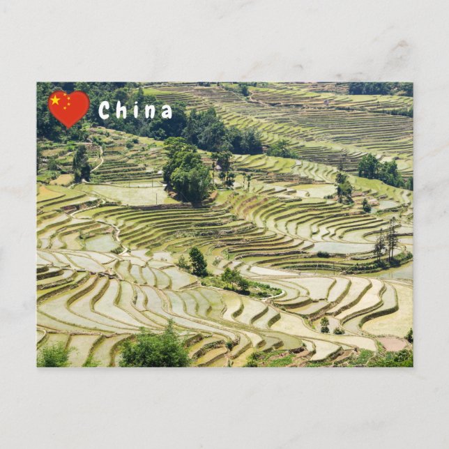Cartão Postal Famosos terraços de arroz yuanyang - Yunnan, China (Frente)