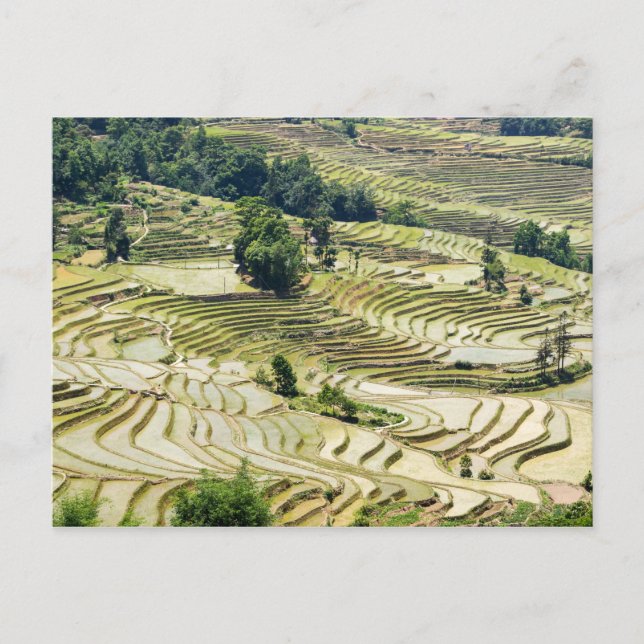 Cartão Postal Famosos terraços de arroz yuanyang - Yunnan, China (Frente)