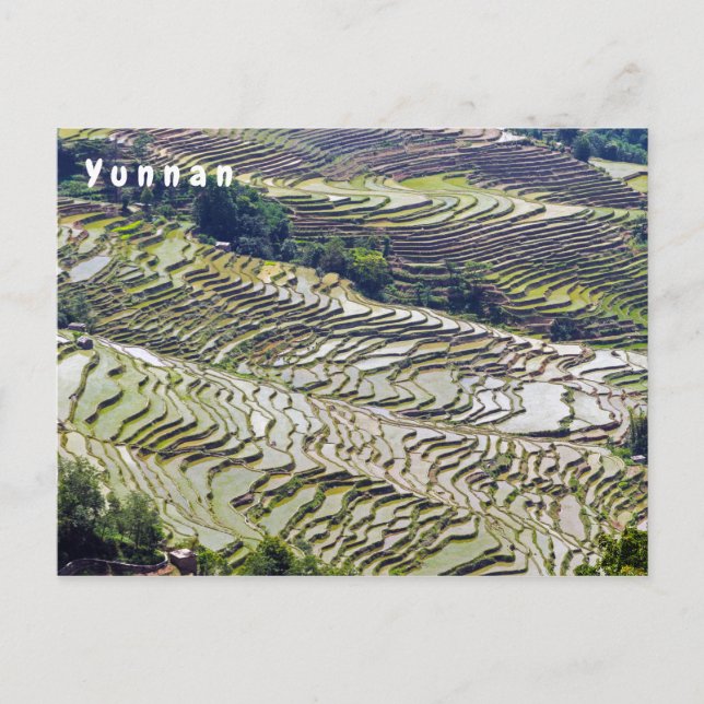Cartão Postal Famosos terraços de arroz yuanyang - Yunnan, China (Frente)