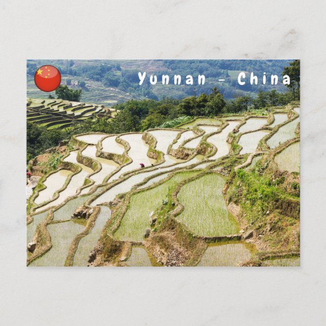 Cartão Postal Famosos terraços de arroz yuanyang - Yunnan, China (Frente)