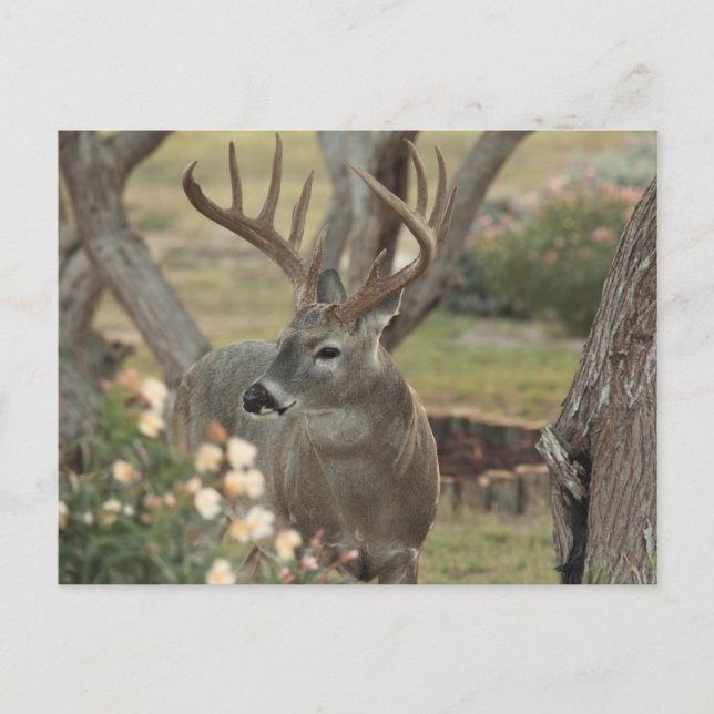 Cartão Postal Fanfarrão (Frente)