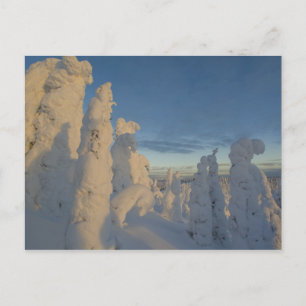 Cartão Postal Fantasmas de neve ao pôr do sol no Whitefish Mount