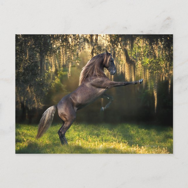 Cartão Postal Fantasy Horses: Príncipe Guerreiro (Frente)