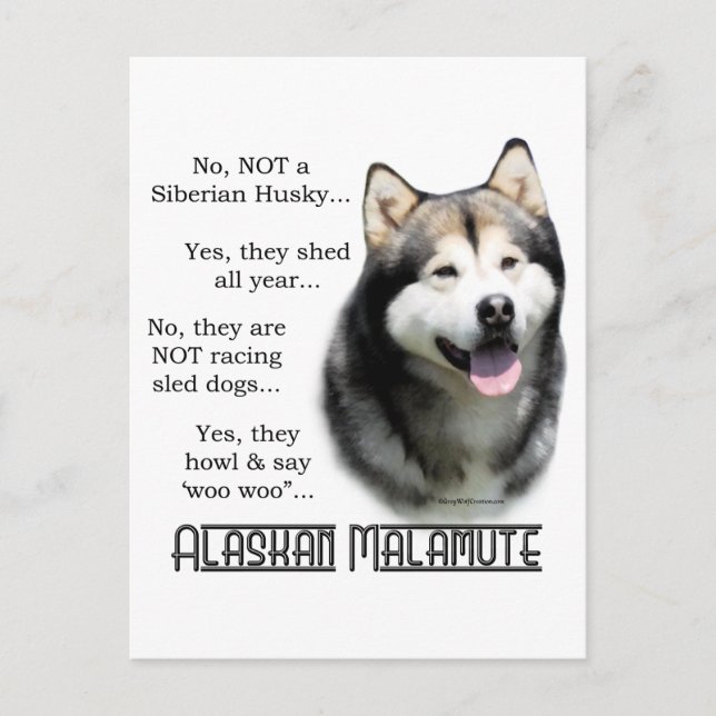 Cartão Postal FAQ do Alaskan Malamute (Frente)