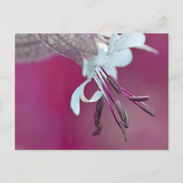 Cartão Postal Farbenfroh (Frente)