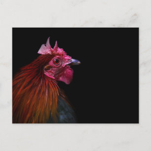 Cartão Postal Farms   Rooster Head Shot