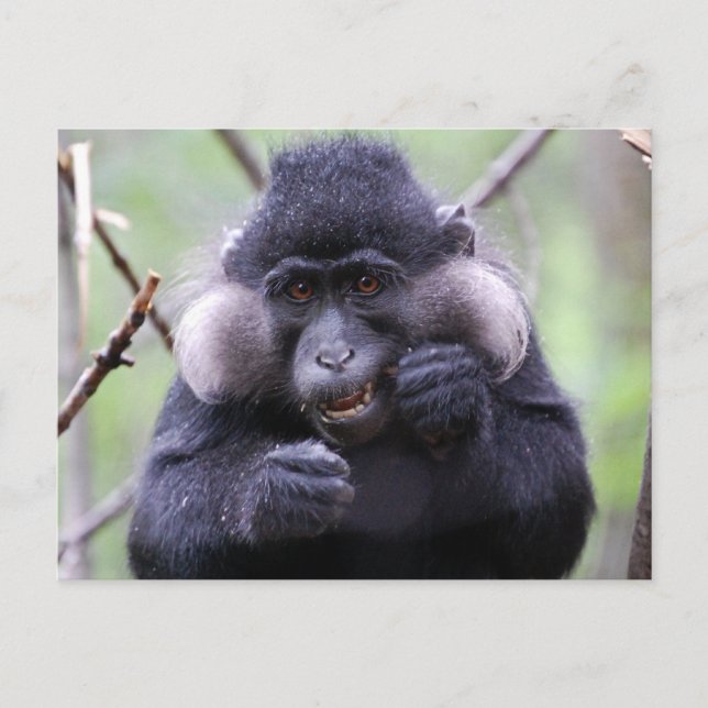 Cartão Postal Fauna culta (Frente)