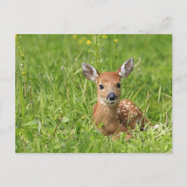 Cartão Postal Fawn (Frente)
