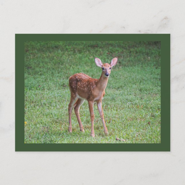 Cartão Postal Fawn (Frente)