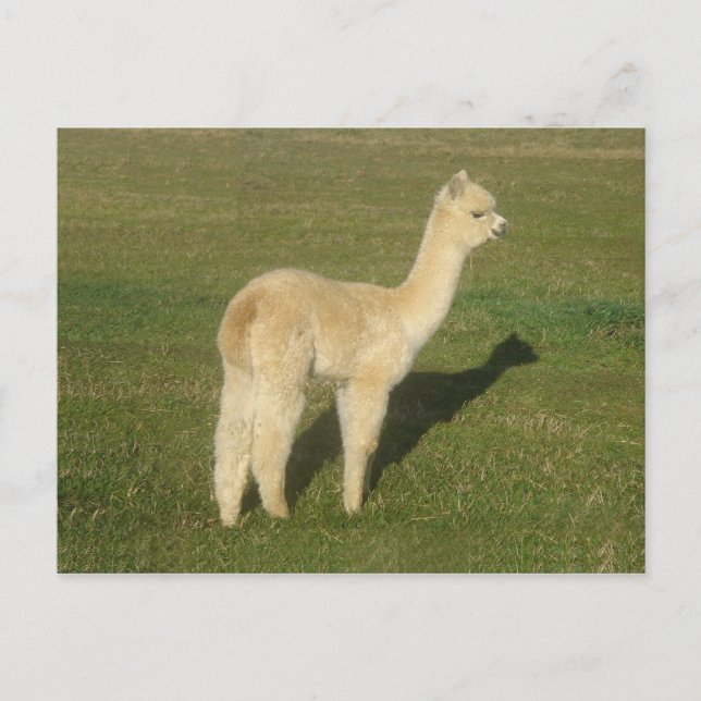 Cartão Postal Fawn alpaca (Frente)