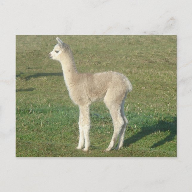 Cartão Postal Fawn alpaca (Frente)