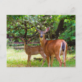 Cartão postal Fawn Deer no Verão