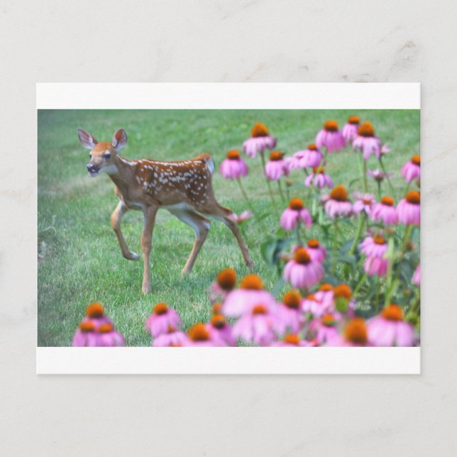 Cartão Postal Fawn e Coneflowers, Ohio (Frente)