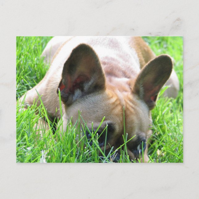 Cartão Postal Fawn French Buldogue (Frente)