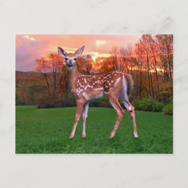 Cartão Postal "Fawn No Sunset" (Frente)