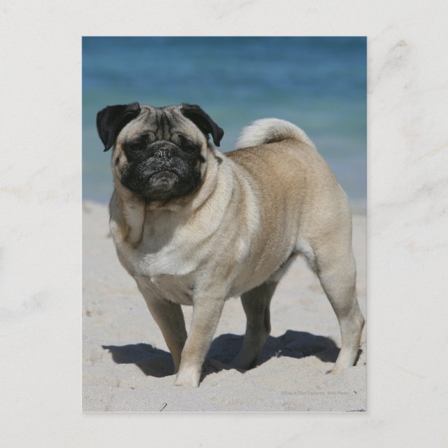 Cartão Postal Fawn Pug na praia (Frente)