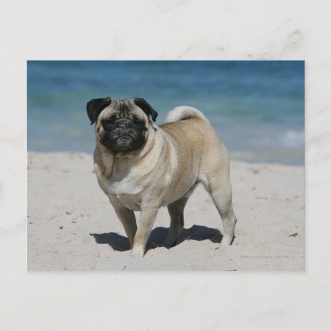 Cartão Postal Fawn Pug na praia (Frente)