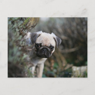 Cartão Postal Fawn Pug Puppy