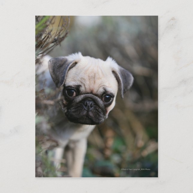 Cartão Postal Fawn Pug Puppy (Frente)