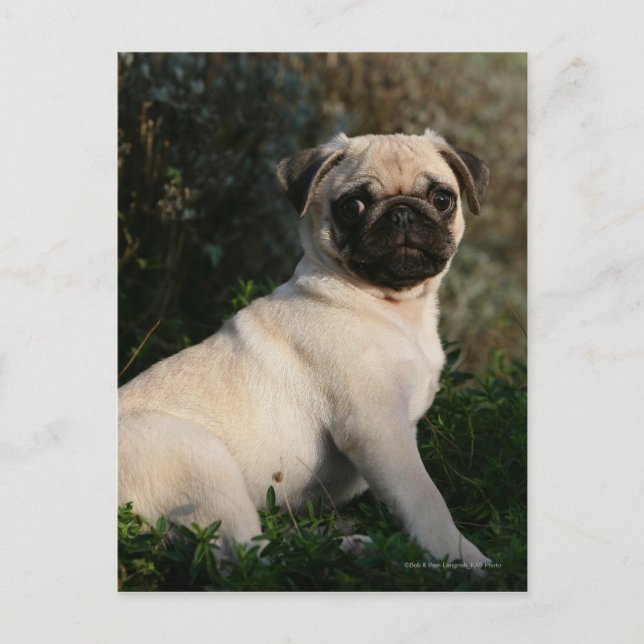 Cartão Postal Fawn Pug Puppy Sentado (Frente)