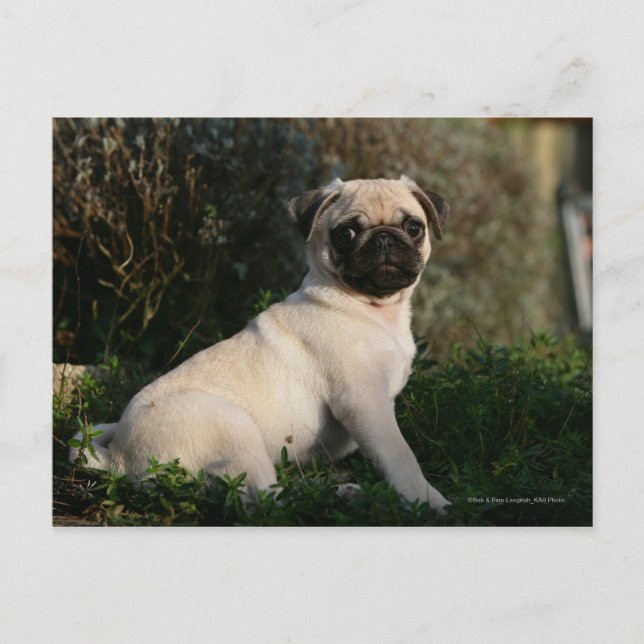 Cartão Postal Fawn Pug Puppy Sentado (Frente)