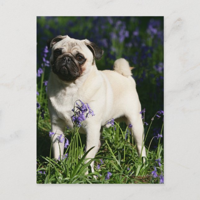 Cartão Postal Fawn Pug Standing in the Bluebells (Frente)