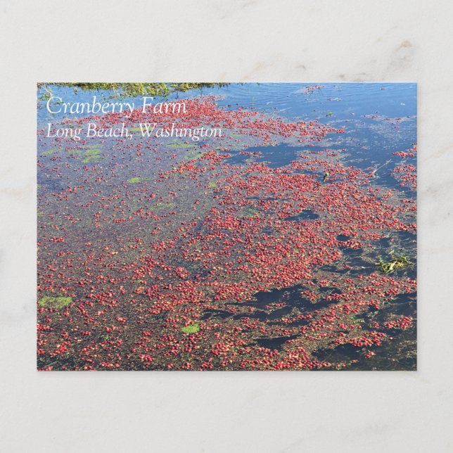 Cartão Postal Fazenda de amora, Long Beach, Washington (Frente)