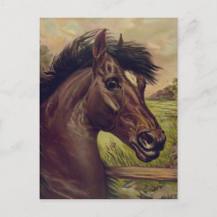 Cartão Postal fazenda de cavalos rancho passeio esportes equinos