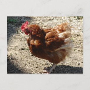 Cartão Postal Fazenda de fábrica Hen