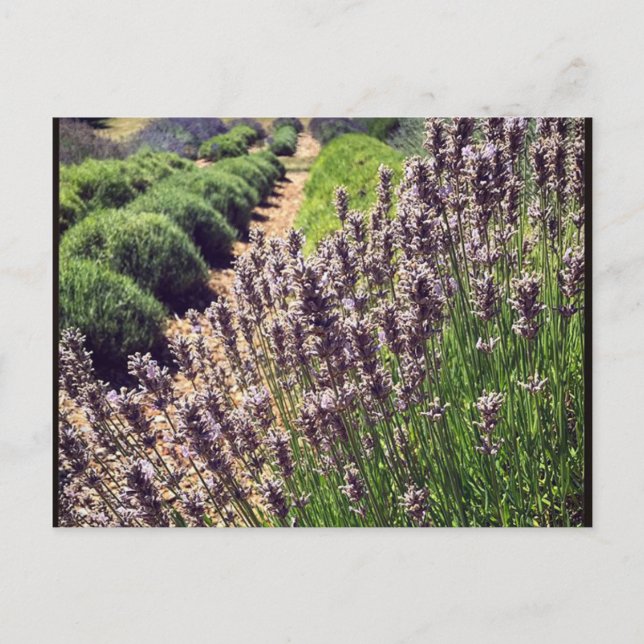 Cartão Postal Fazenda de Lavanda (Frente)