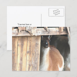 Cartão Postal Fazenda de Llamas Personalizada