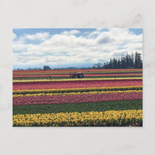Cartão Postal Fazenda de Tulipas Wooden Shoe, Woodburn, Oregon