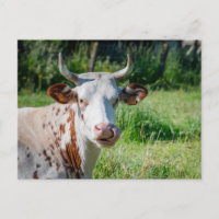 Fazenda engraçado - Humor de vaca - Língua de vaca