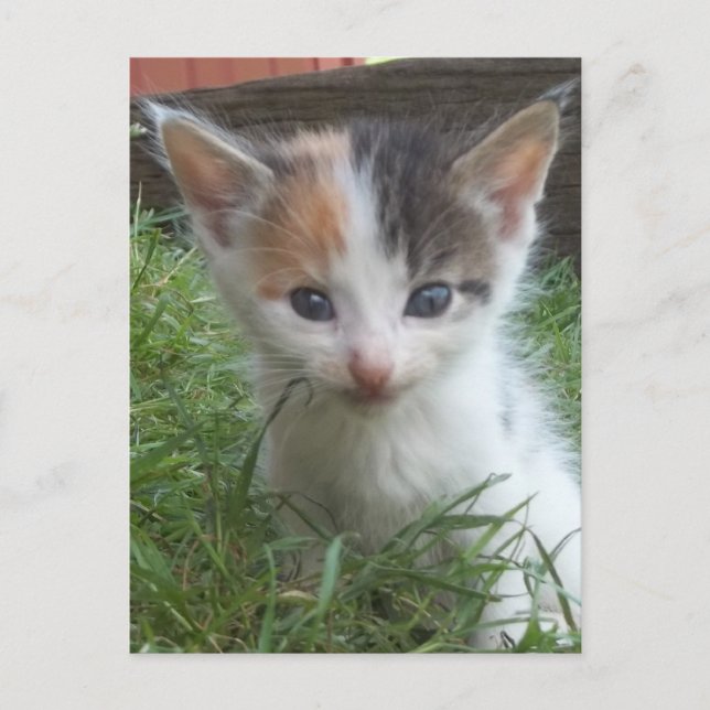 Cartão Postal Fazenda Kitten (Frente)