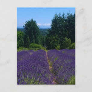 Cartão Postal Fazenda lavanda