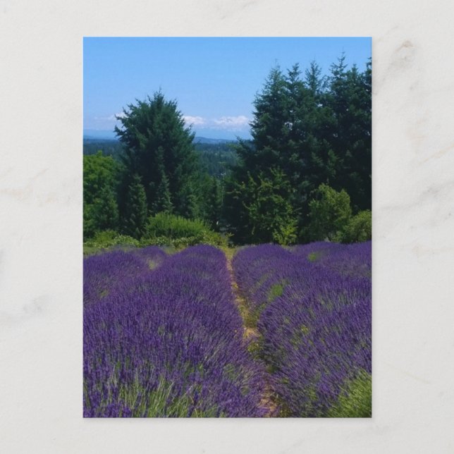 Cartão Postal Fazenda lavanda (Frente)